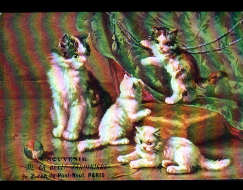 Jeu chat chaton - &,