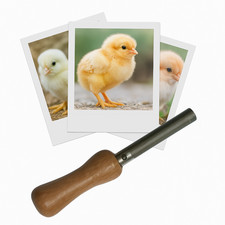 Appeau - Oiseau - Poussin -