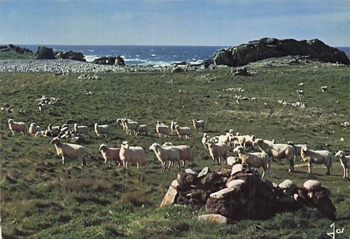Ile ouessant les moutons - d,