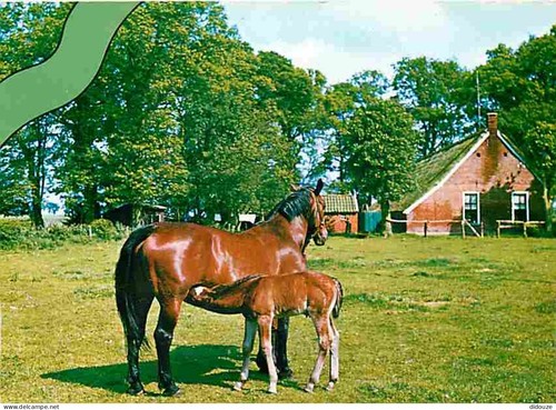 Carte postale animaux - -,