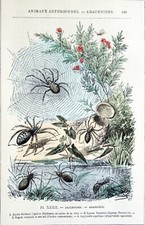 ARACHNIDES - ÉPEIRE DIADÈME