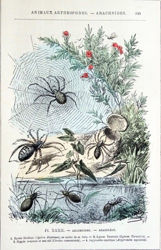 Arachnides épeire diadème - -,