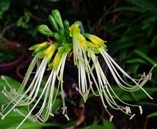Eucrosia aurantiaca, amaryllis