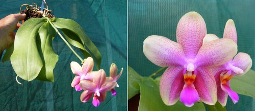 Phalaenopsis sweet memory - phalaenopsis,