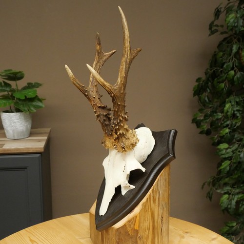 Rehbock corne cerf trophée - corne, de