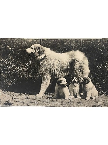 Carte postale chiens des - carte,