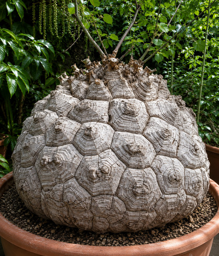 Dioscorea elephantipes 10 - dioscorea,