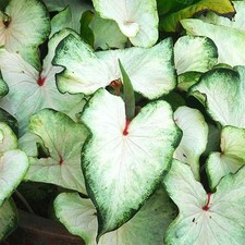 Caladium Tubercule coloré