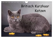British shorthair chats