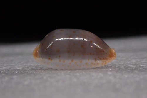 Sea shells cypraea - 98-,
