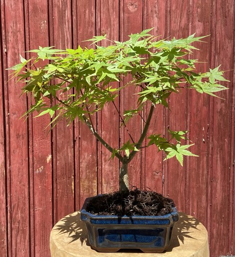 Bonsaï érable japon - japon, acer