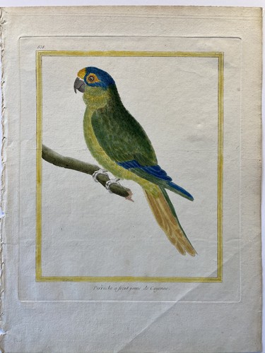 Martinet parrots parakeets - martinet,, parrots,