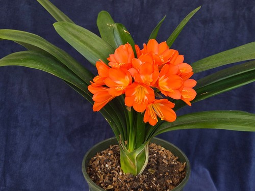 Leaf belgian orange clivia - 8-leaf,