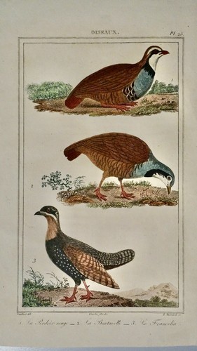 OISEAUX-PERDRIX