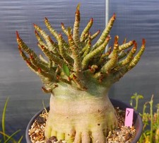 Rare Cacti Adenium obesum