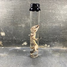 #4 - Spécimen humide de gecko léopard (Eublepharis Macularius)