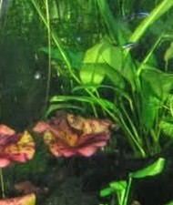 Nano Cube Acrylic Aquarium Betta Killie Shrimp Fish Tank W/ Accessories Zen 