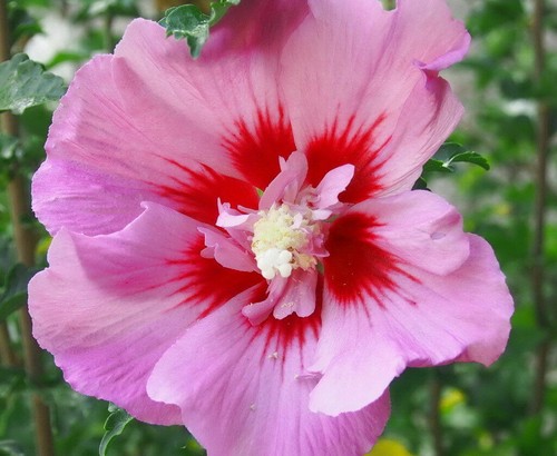 Hibiscus syriacus pink - hibiscus, giant