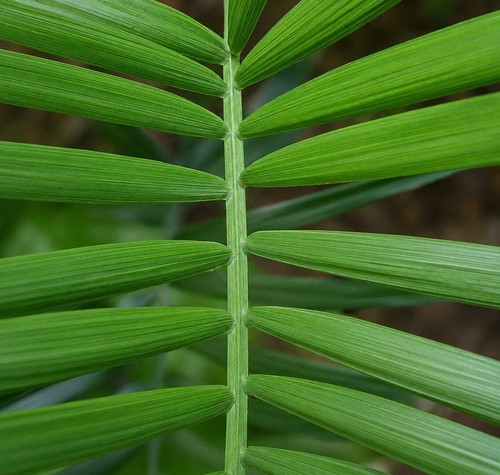 Chamaedorea radicalis seeds - chamaedorea,