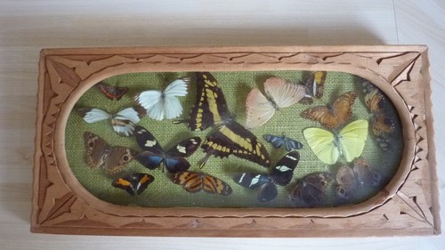 Cadre vitrine papillons - vitrine,