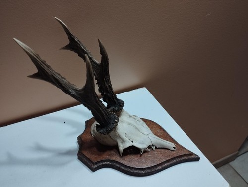 Beau trophee chevreuil brocard - trophee,