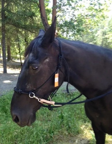 Bitless bridle knot - 4,
