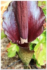 Amorphophallus konjac °