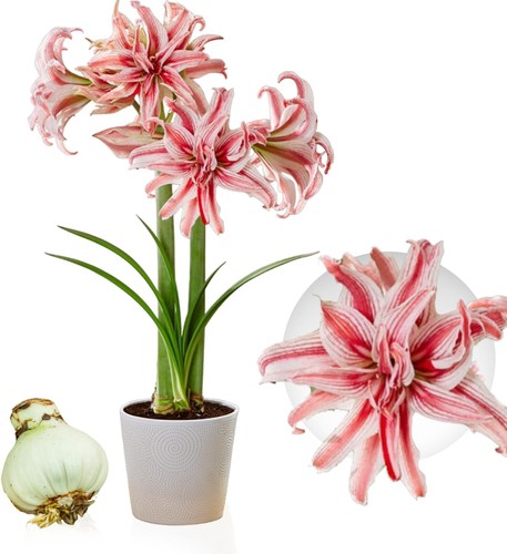 Bulbes amaryllis doublet - bulbes,