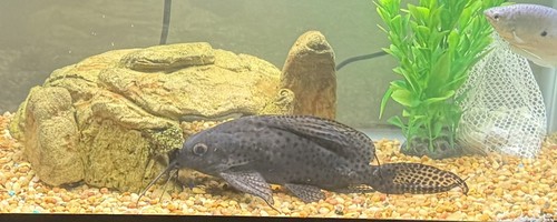 Aquarium set with live fish