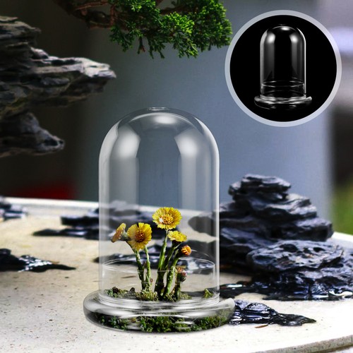 Terrarium plantes - ,