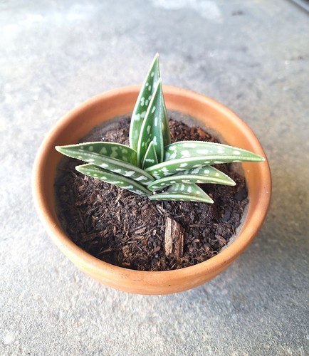 Aloe tigré variégata - ,, easy