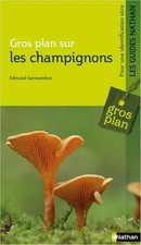 Gros plan sur les champignons