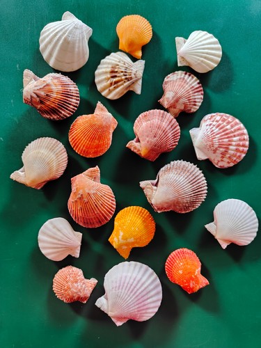 Lot clamys varia - de, 18