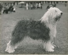 Bobtail 1950 chien de - chien,