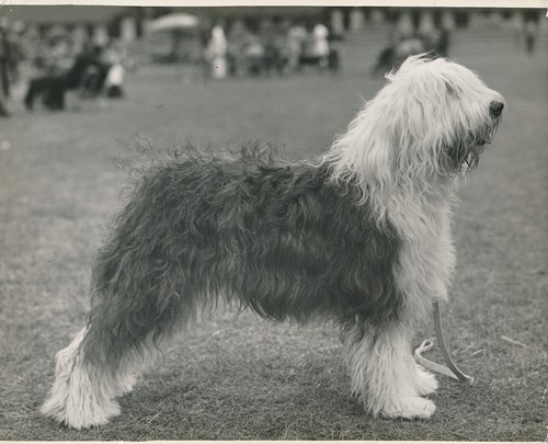Bobtail 1950 chien de - bobtail,