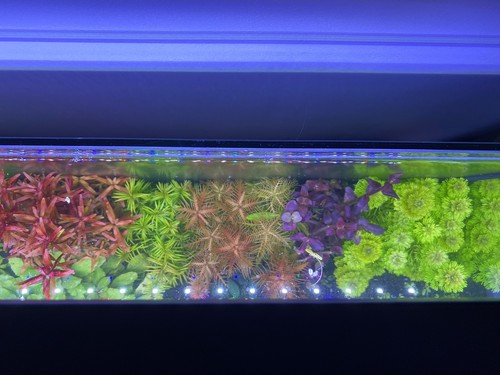 Promo lot plantes aquarium - promo,