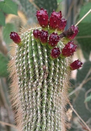 Teteche cactus neobuxbaumia - teteche,