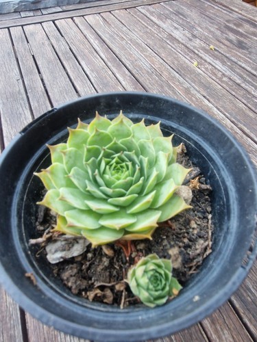 Joubarbe sempervivum - joubarbe,