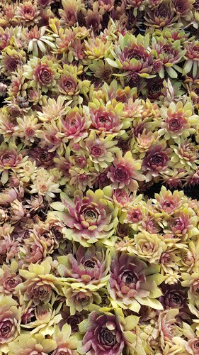 Sempervivum pink pomelo - sempervivum,