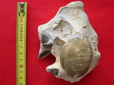 Oursin du Turonien : Holaster