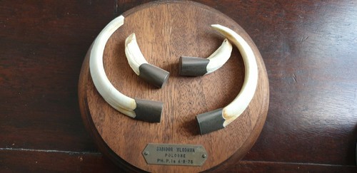 Trophe chasse taxidermie - trophe, de