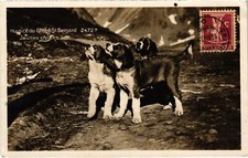 PC SAINT BERNARD PUPPIES DOG