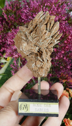 Gypse rose des - gypse,