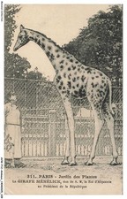 AVWP12-0702-ANIMALS - Plant Garden - The Menelice Giraffe