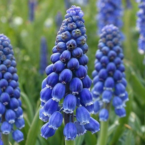 Bulbes printemps mix - bulbes,