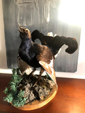 TAXIDERMIE, JOLI TÉTRAS-LYRE MÂLE NATURALISÉ SUR SOCLE BOIS ( H 40 cm)