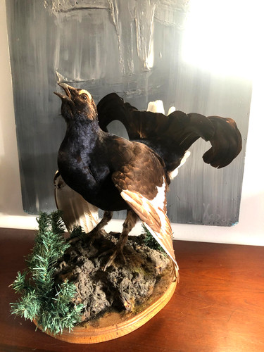 Taxidermie joli tétras lyre - taxidermie,, tÉtras-lyre