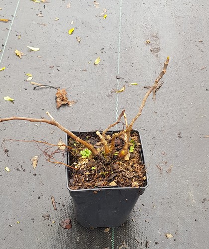 Ficus carica francuesco - ficus,