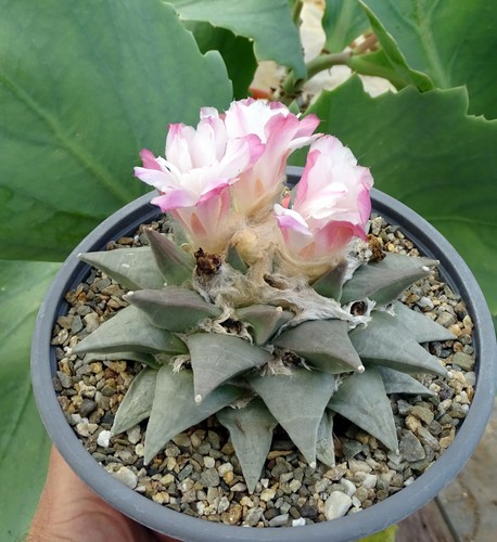 Ariocarpus furfuraceus cactus - ariocarpus,