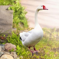 Piquet de Jardin Décoratif En